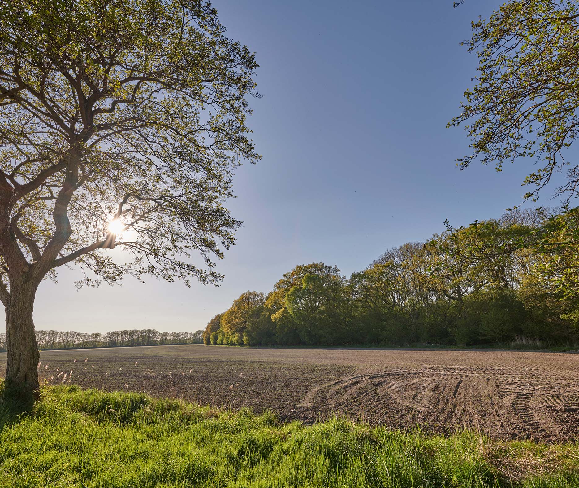 mid-day sun on some land